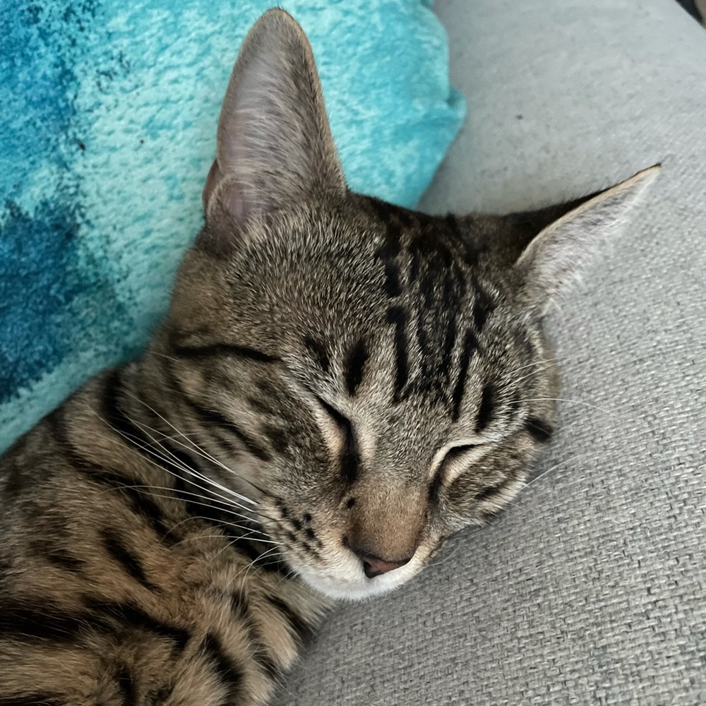 Meet your Posher, Miya